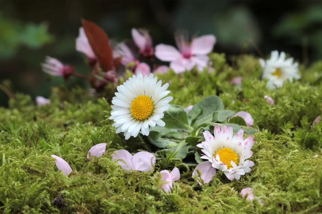 White Daisy Yellow Center Petals Green Moss Pink Blossoms