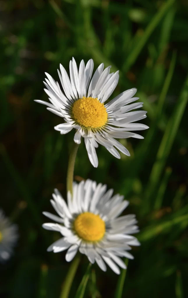 White Daisy Yellow Center Petals Green gray Leaves