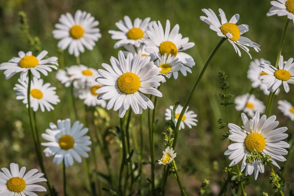 White Daisy Yellow Center Petals Green warm Stems