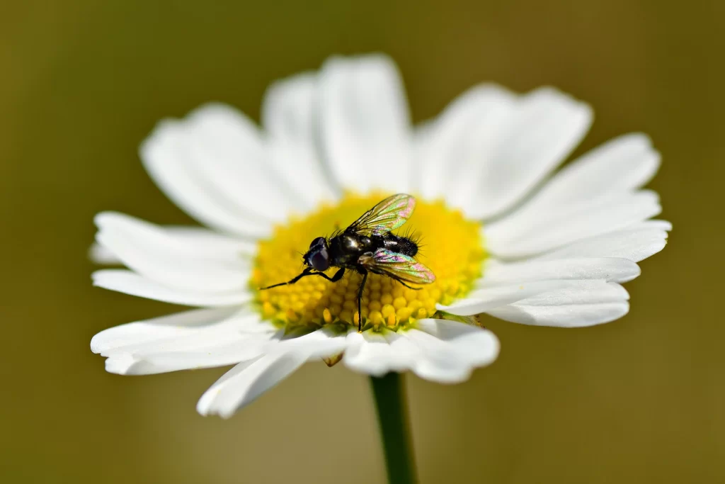 White Daisy Yellow Center Petals Fly