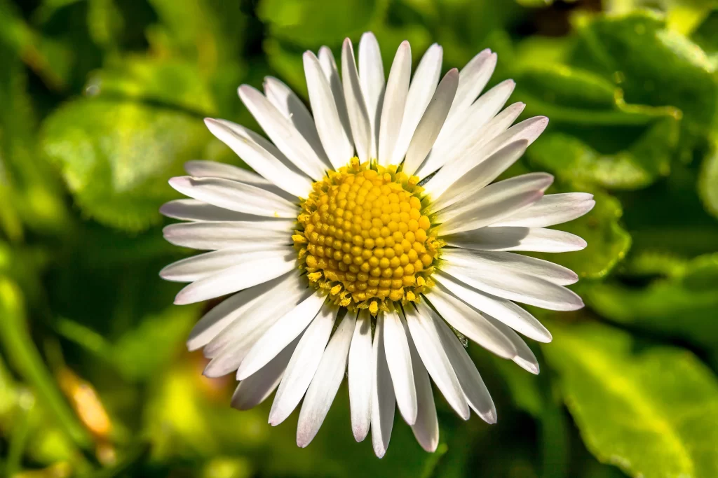 White Daisy Yellow Center Petals Green warm Leaves