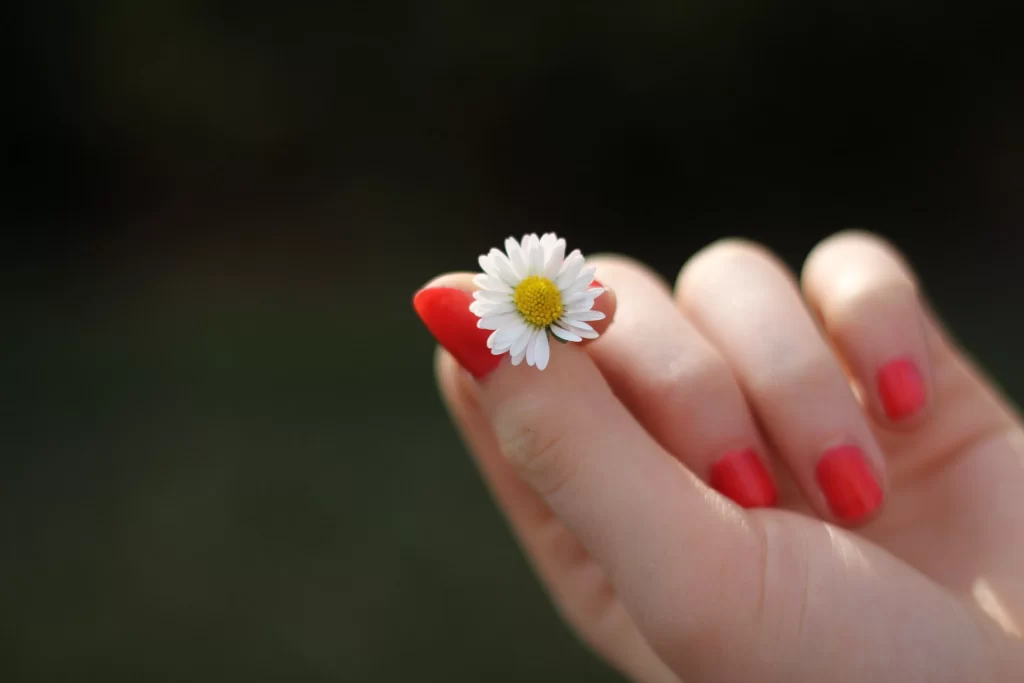 White Daisy Yellow Center Petals Red Nails