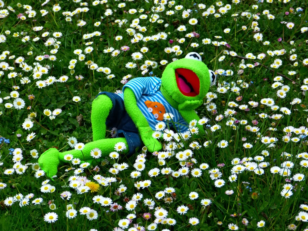 White Daisy Yellow Center Petals Green warm Grass