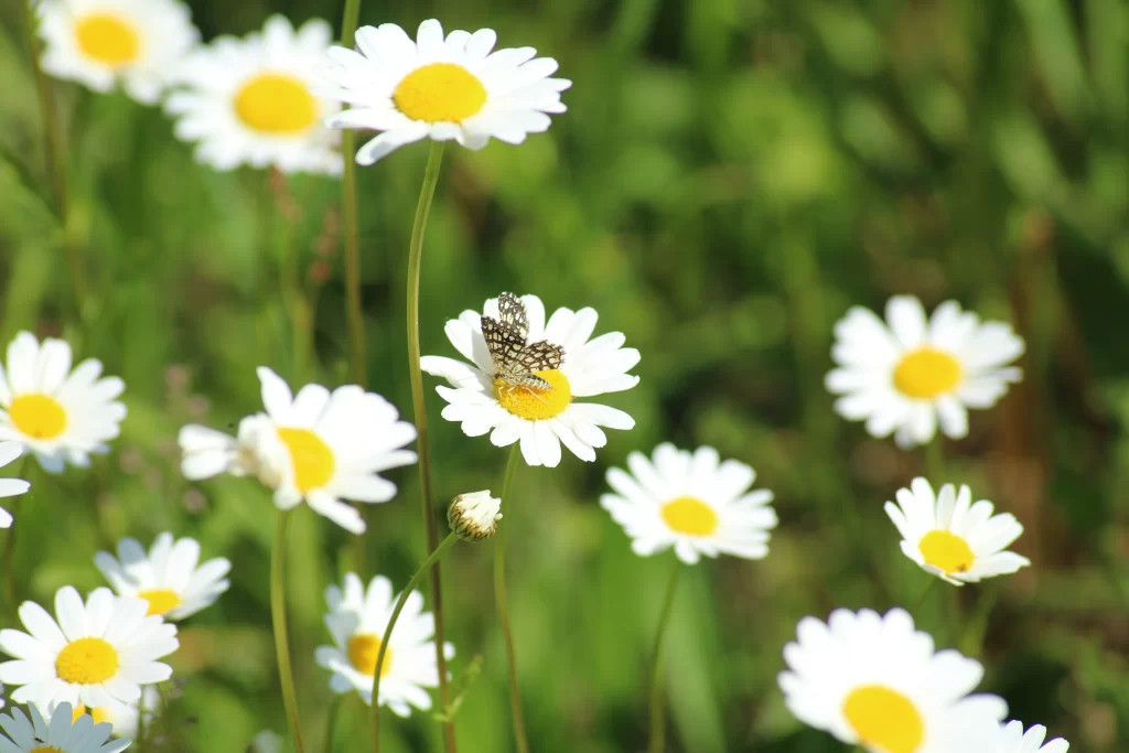 White Daisy Yellow Center Petals Green warm Stems