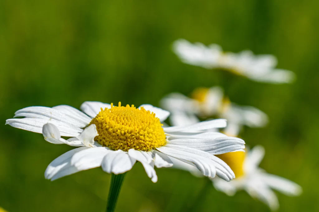 White Daisy Yellow Center Petals Green warm Background
