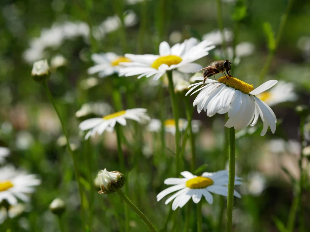 White Daisy Yellow Center Petals warm Bee