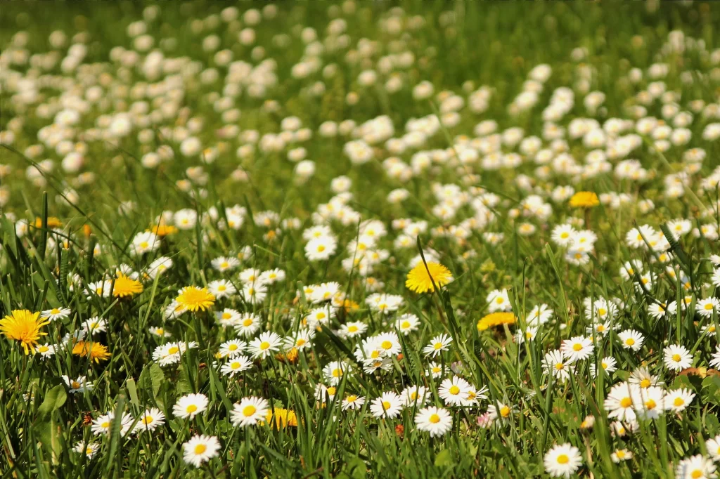 White Daisy Yellow Center Petals Green warm Grass