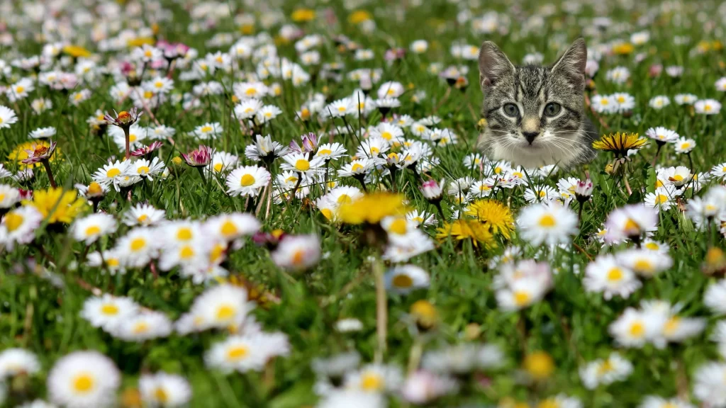 White Daisy Yellow Center Petals warm Field