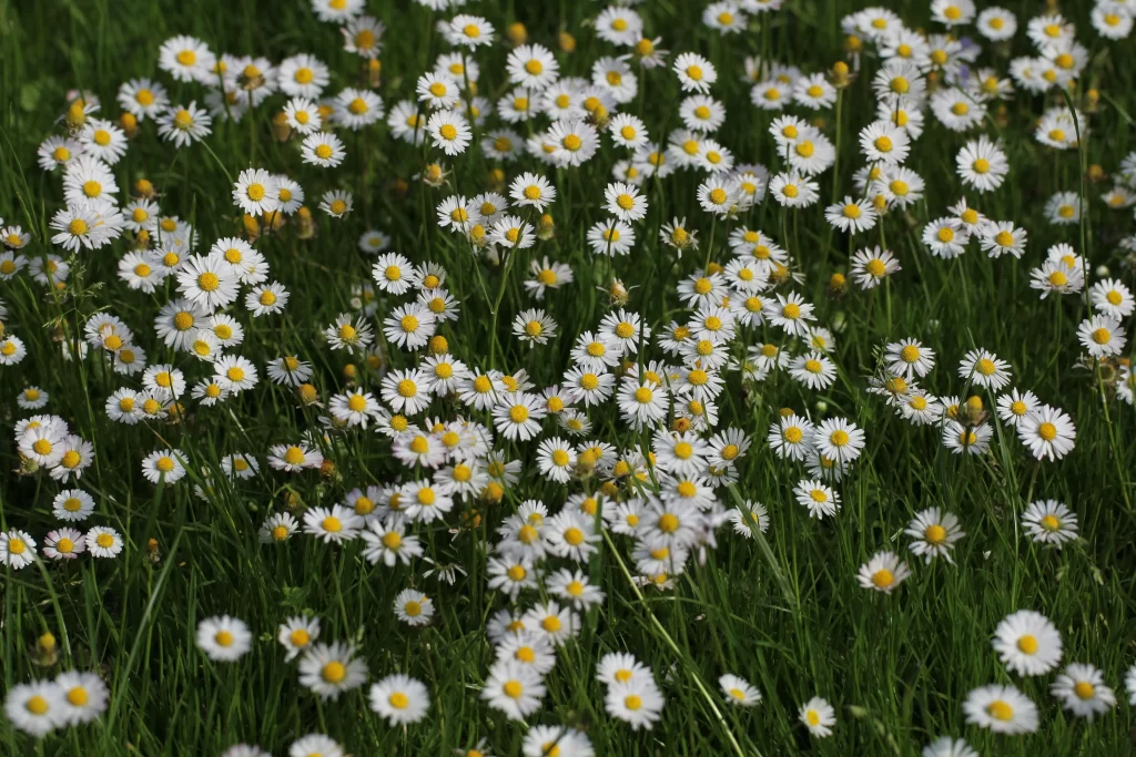 White Daisy Yellow Center Petals Green gray Grass