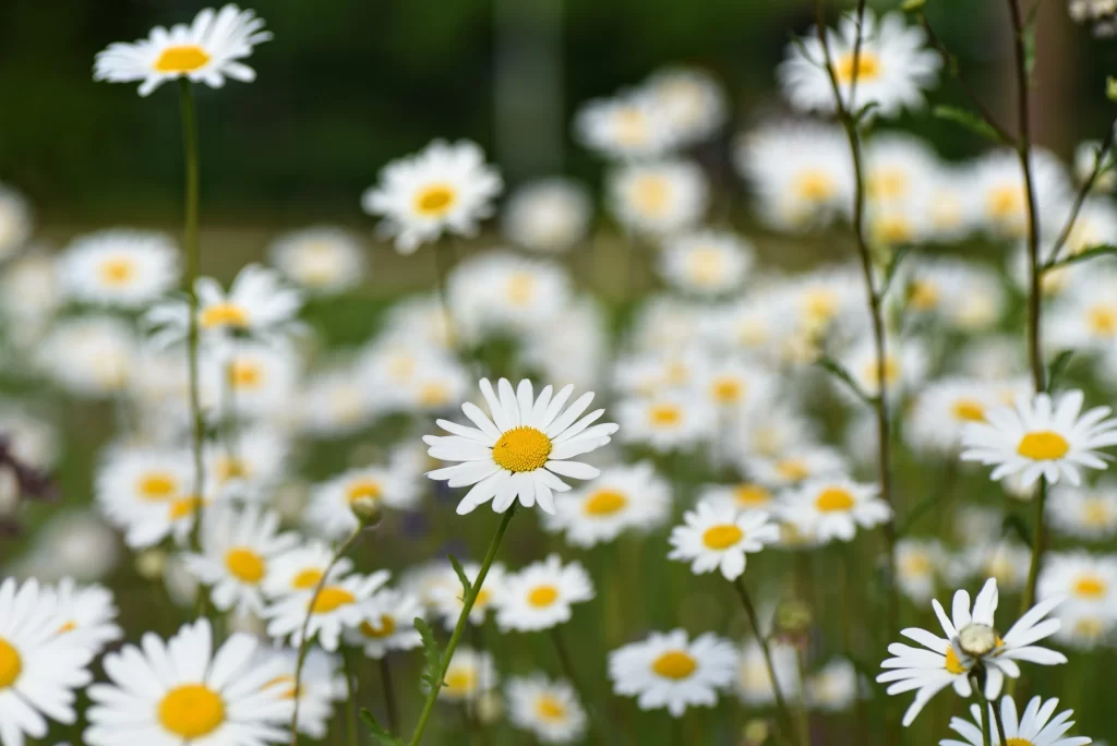 White Daisy Yellow Center Petals gray Field
