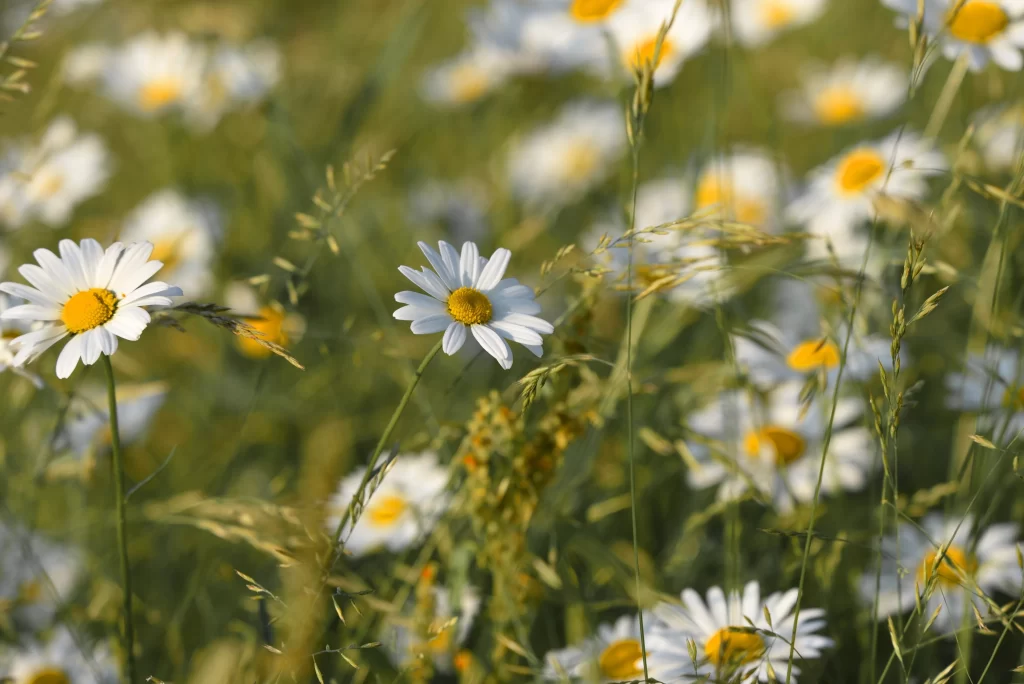 White Daisy Yellow Center Petals Green Stems Field