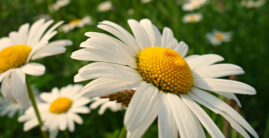 White Daisy Yellow Center Petals Green warm Background