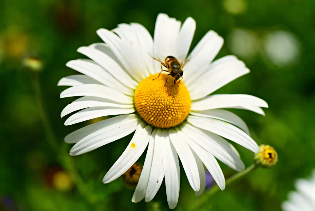 White Daisy Yellow Center Petals warm Bee