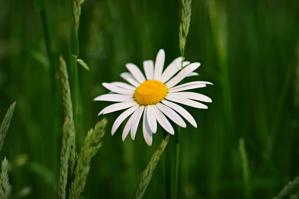 White Daisy Yellow Center Petals Green warm Grass