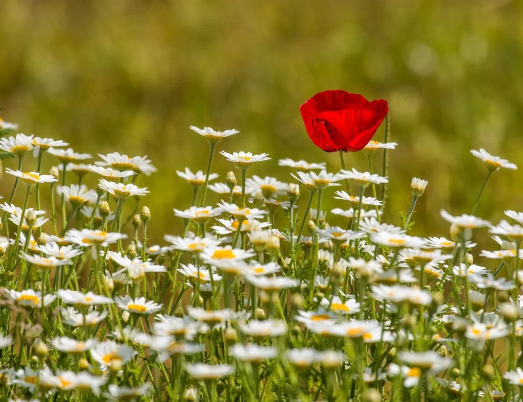 White Daisy Yellow Center Green Stems Red Poppy