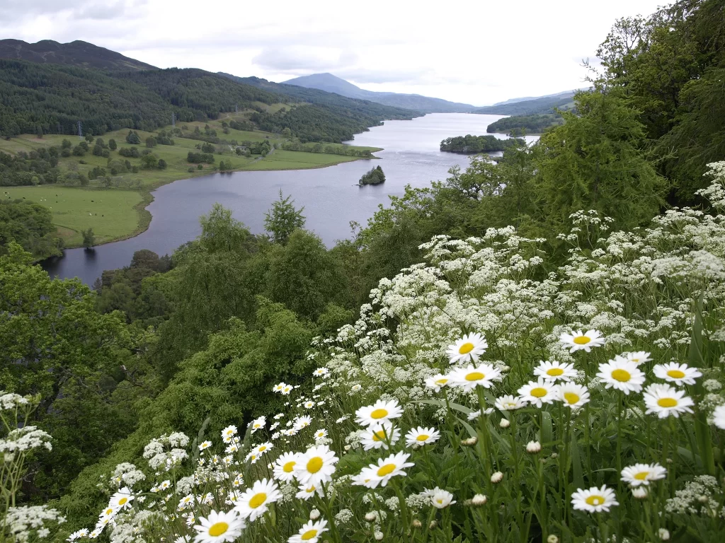 White Daisy Yellow Center Blooming Greenery