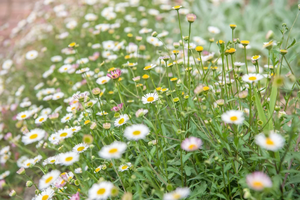 White Daisy Yellow Center Petals Green warm Stems