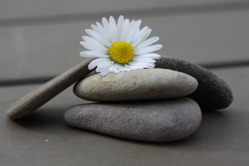 White Daisy Yellow Center Petals Rocks