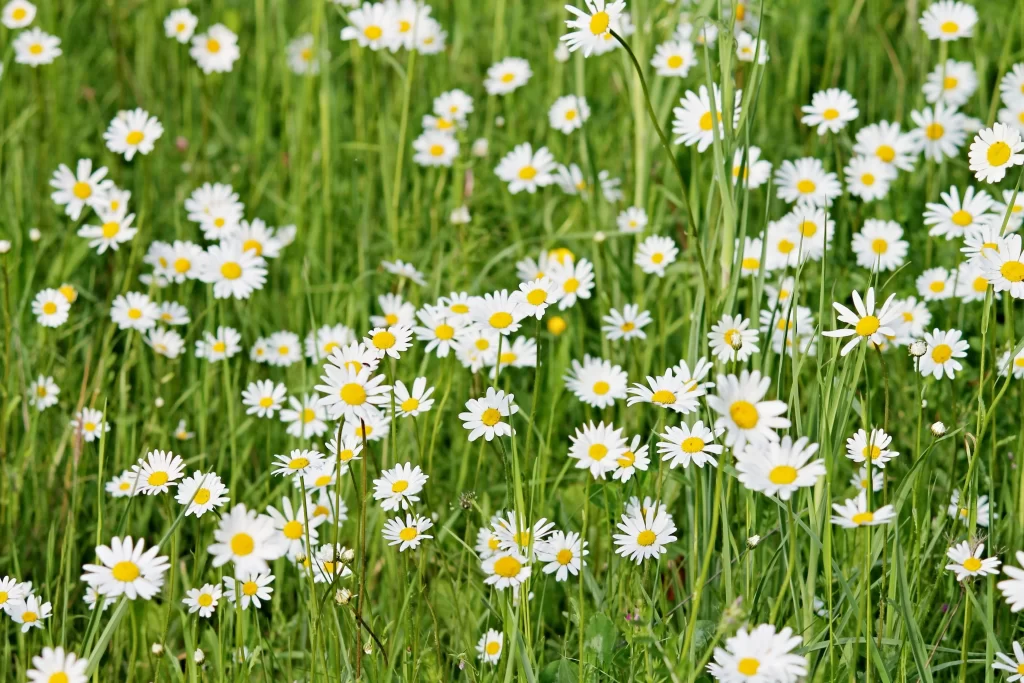 White Daisy Yellow Center Petals Green warm Grass