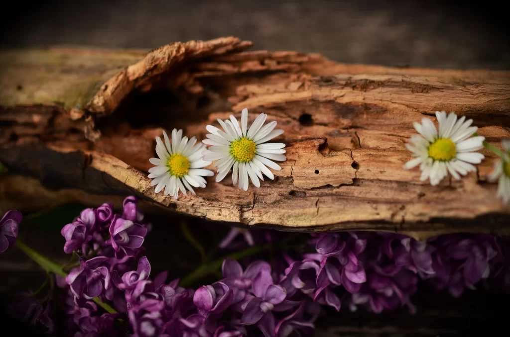 White Daisy Yellow Center Petals Purple Lilac Wood Texture