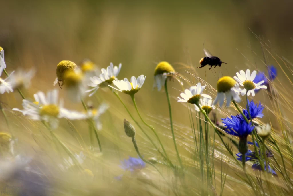 White Daisy Yellow Center Petals Bee Flying Blue Cornflower