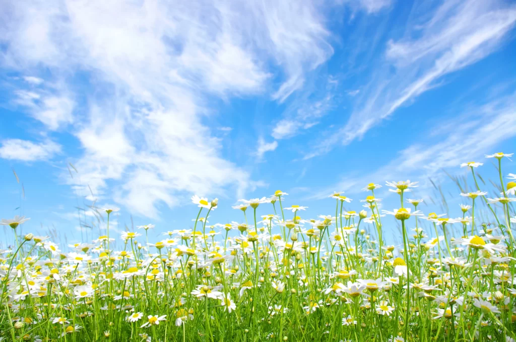 White Daisy Yellow Center Green Stems Blue Sky Wispy Clouds