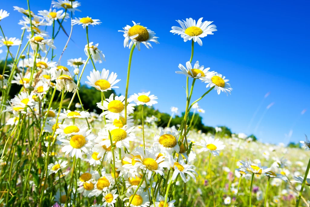 White Daisy Yellow Center Petals Field Blue Sky