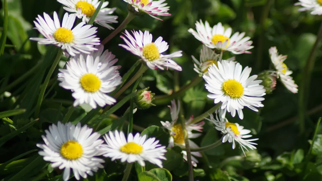 White Daisy Yellow Center Petals Green gray Leaves