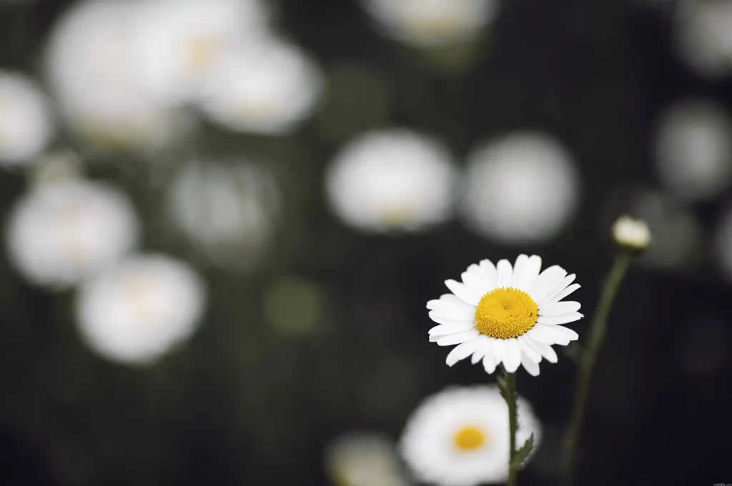 White Daisy Yellow Center Petals gray Nature