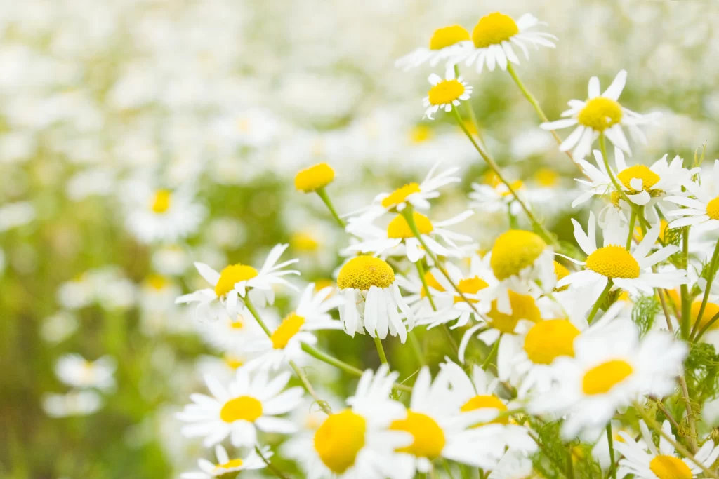 White Daisy Yellow Center Petals warm Field