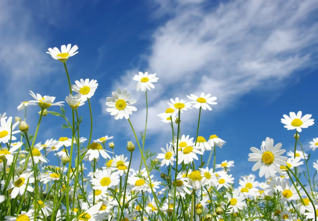 White Daisy Yellow Center Petals Blue Sky Clouds