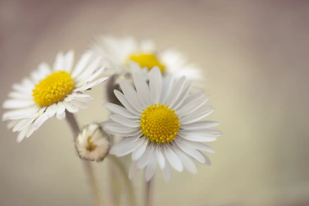 White Daisy Yellow Center Petals Soft Focus