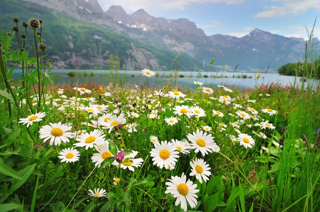 White Daisy Yellow Center Petals Green Leaves Mountain Lake