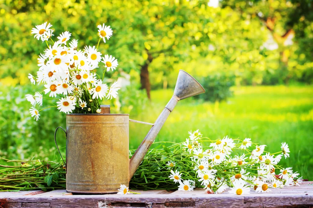 White Daisy Yellow Center Rustic Vase Greenery