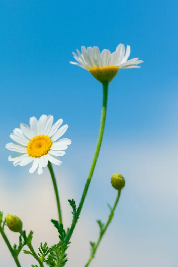 White Daisy Yellow Center Petals Green Stem Blue Sky