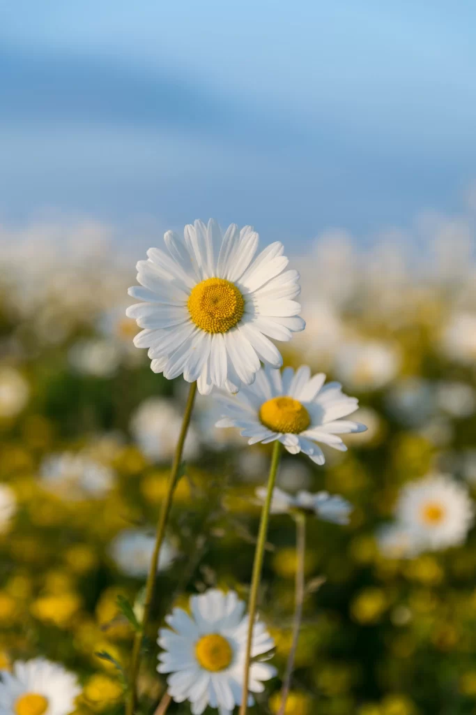 White Daisy Yellow Center Petals gray Field