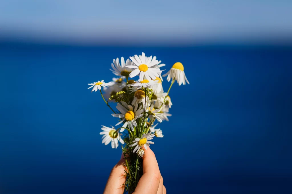 White Daisy Yellow Center Petals Blue cool Sky