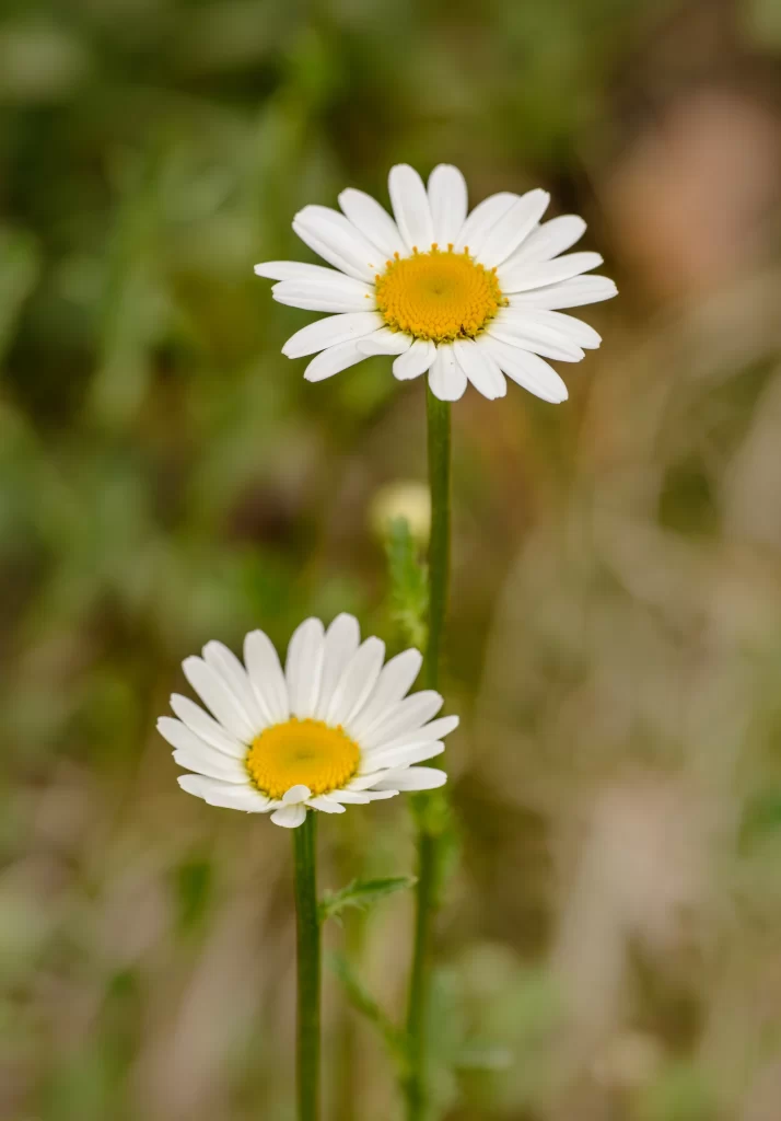 White Daisy Yellow Center Petals Green warm Stems