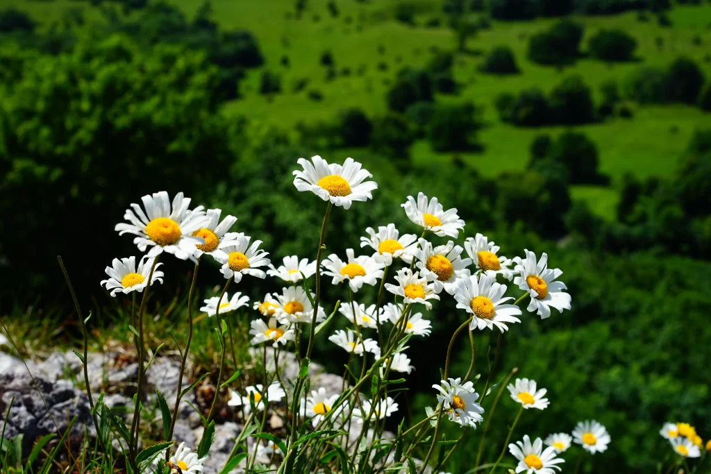White Daisy Yellow Center Petals Greenery