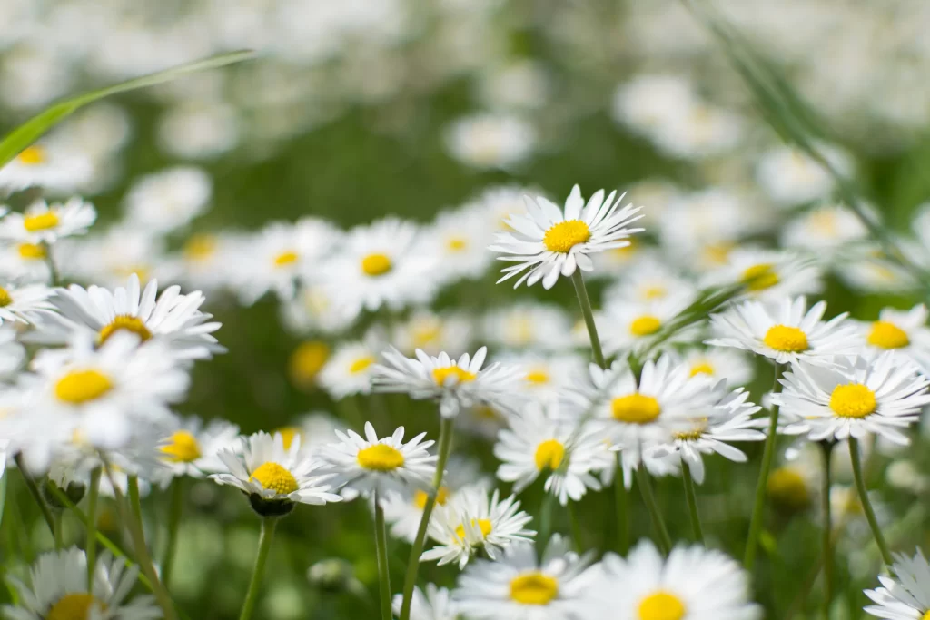 White Daisy Yellow Center Petals Green warm Stems