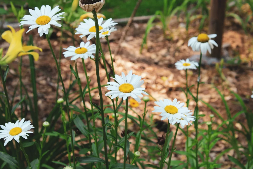 White Daisy Yellow Center Petals Green warm Stems