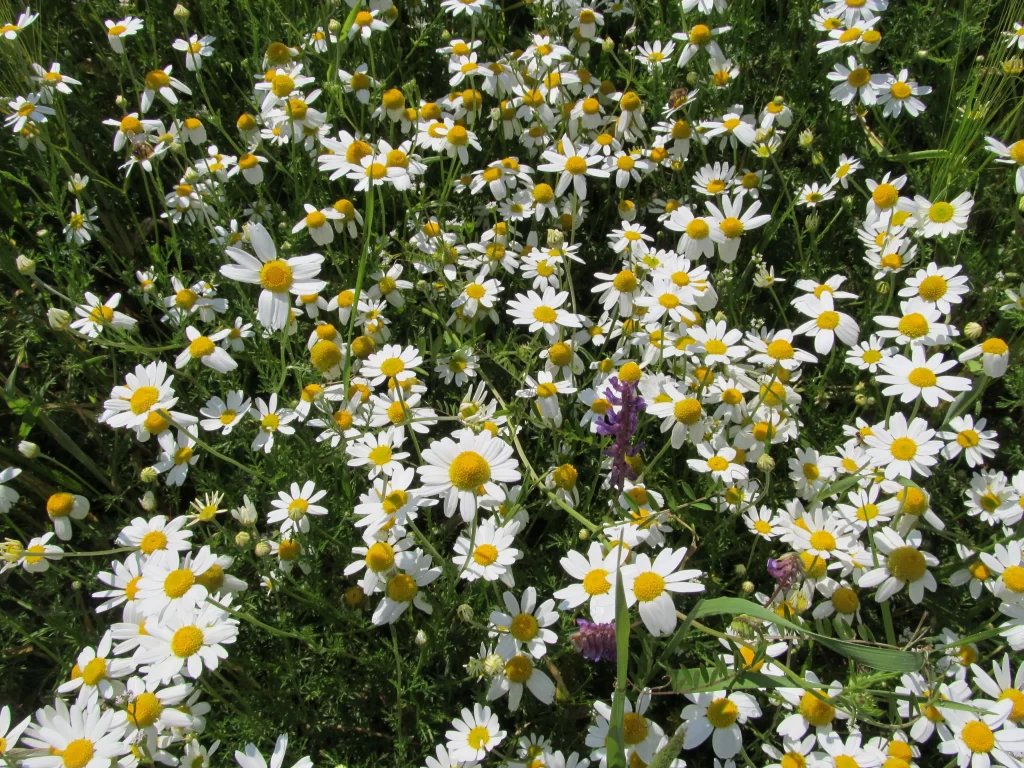 White Daisy Yellow Center Petals Blooming warm Field