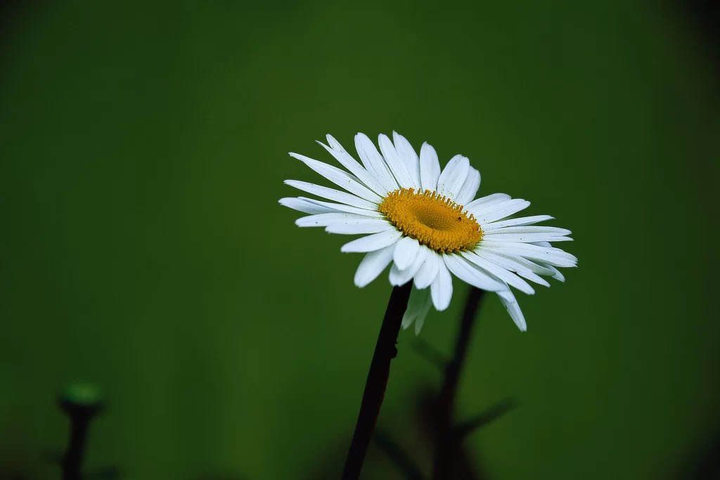 White Daisy Yellow Center Petals Green warm Background