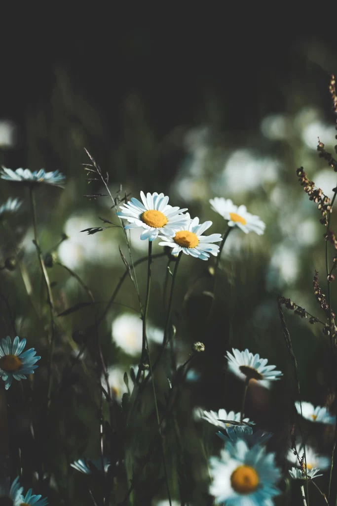 White Daisy Yellow Center Petals gray Nature