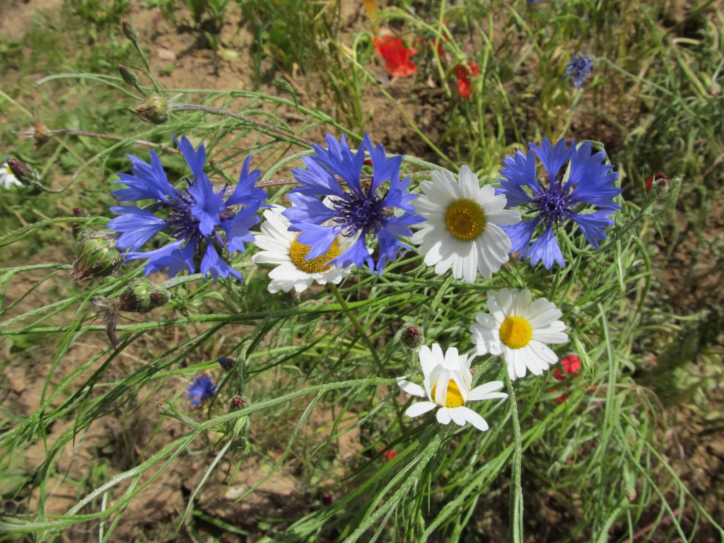 White Daisy Yellow Center Petals Blue Cornflower