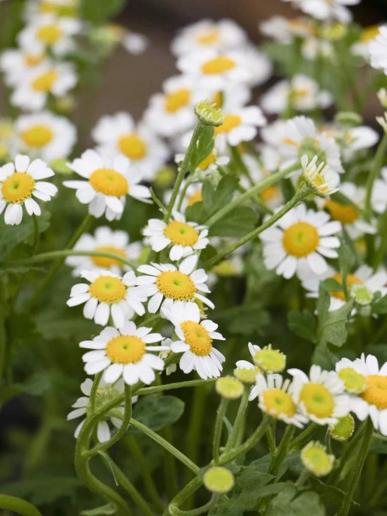 White Daisy Yellow Center Petals Green warm Leaves