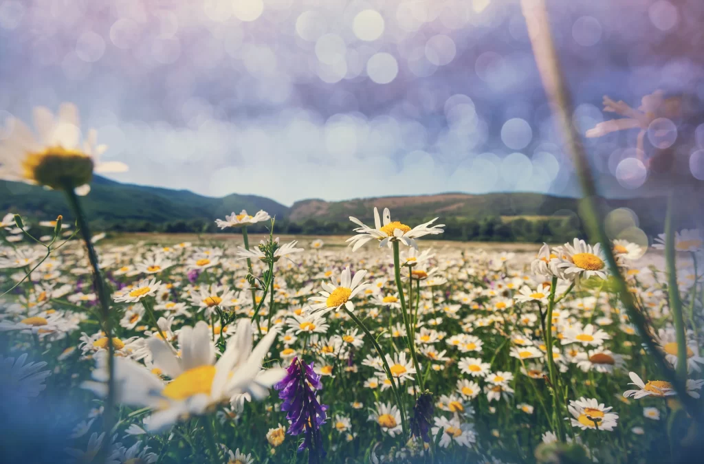 White Daisy Yellow Center Field Petals Nature