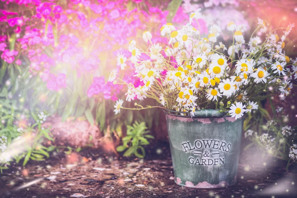 White Daisy Yellow Center Bucket Garden