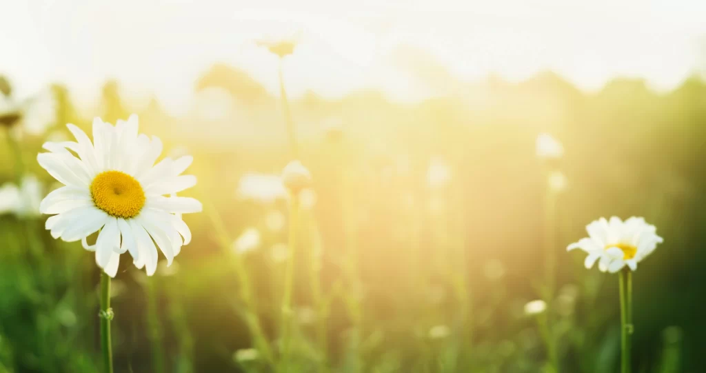 White Daisy Yellow Center Petals Sunlight Field