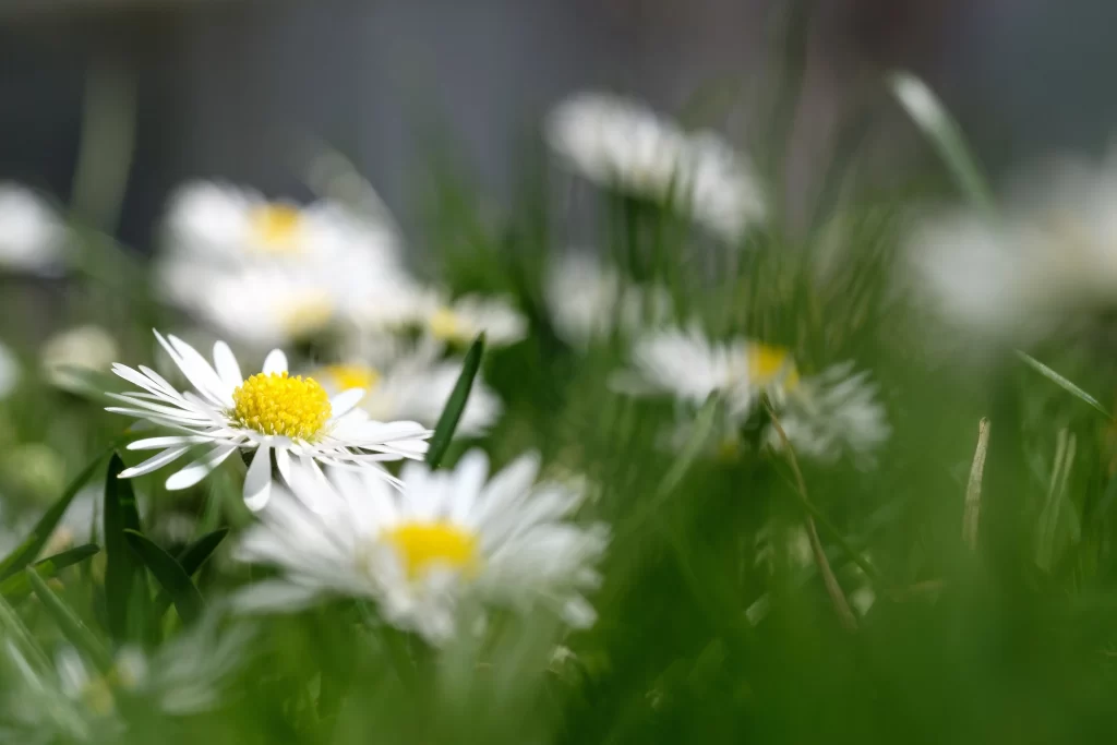 White Daisy Yellow Center Petals Green warm Grass